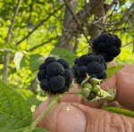 Rubus caesius - Kratzbeere, Blaurunde Reif-Brombeere – Bild 7