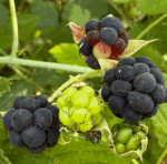 Rubus caesius - Kratzbeere, Blaurunde Reif-Brombeere – Bild 8