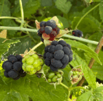 Rubus caesius - Kratzbeere, Blaurunde Reif-Brombeere