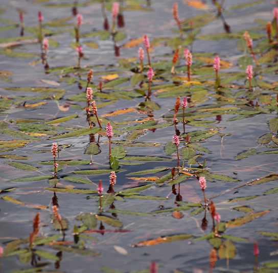 Persicaria-amphibia---Wasser-Knöterich