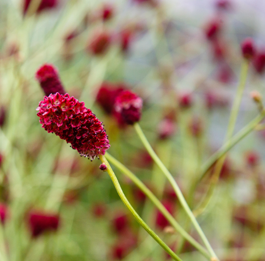 sanguisorba_officinalis