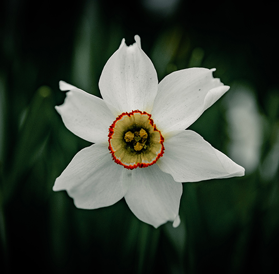 Narcissus-poeticus-‚Recurvus‘-–-Pfauenaugen-Narzisse1