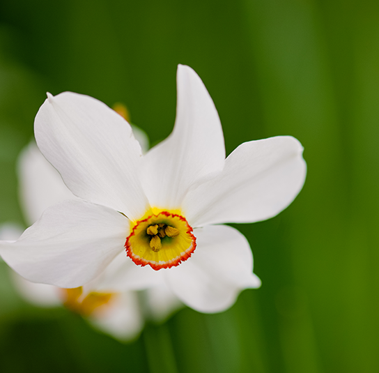Narcissus-poeticus-‚Recurvus‘-–-Pfauenaugen-Narzisse2