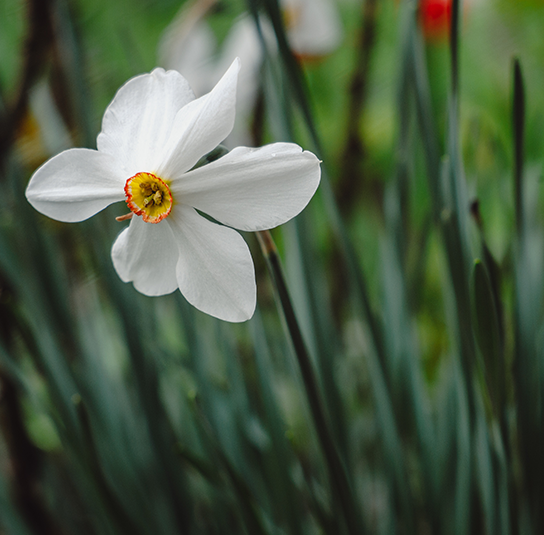 Narcissus-poeticus-‚Recurvus‘-–-Pfauenaugen-Narzisse3