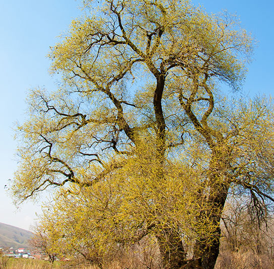 Salix_fragilis