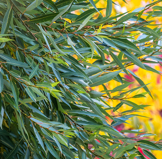 Salix_fragilis1