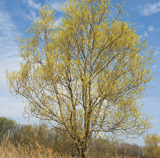 Salix_fragilis2